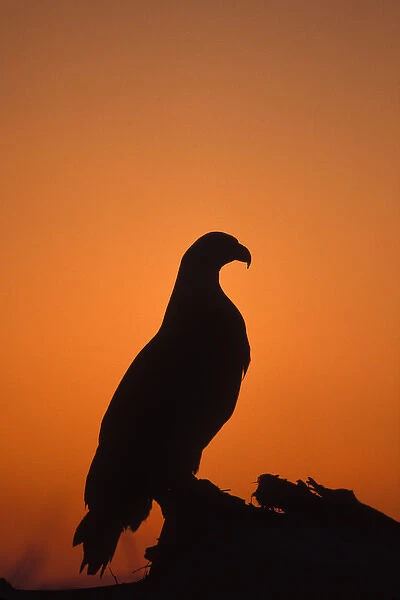 bald eagle, Haliaeetus leucocephalus, silhouette at sunset, Kachemak bay, southcentral