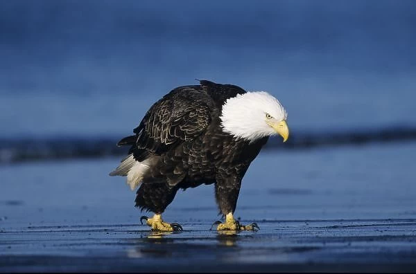 Bald Eagle, Haliaeetus leucocephalus, adult walking on beach, Homer, Alaska, USA