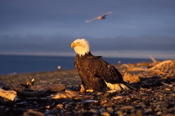 bald eagle, Haliaeetus leucocephalus, on a beach in Kachemak Bay, southcentral Alaska