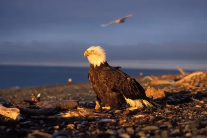 Framed Print : bald eagle, Haliaeetus leucocephalus, on a beach in Kachemak Bay, southcentral Alaska Framed Print : bald eagle, Haliaeetus leucocephalus, on a beach in Kachemak Bay, southcentral Alaska