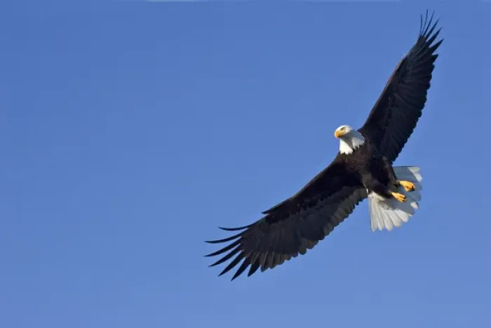 Framed Print : Bald Eagle (Haliaeetus leucocephalus) in flight