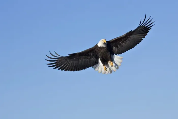 Framed Print : Bald Eagle (Haliaeetus leucocephalus) in flight Framed Print : Bald Eagle (Haliaeetus leucocephalus) in flight