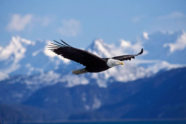 bald eagle, Haliaeetus leucocephalus, in flight, Kachemak bay, southcentral Alaska