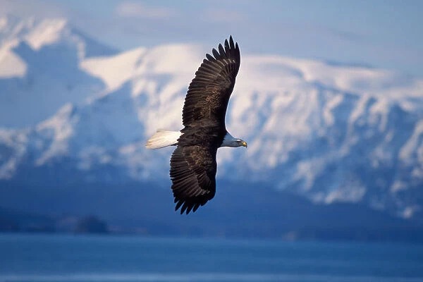 bald eagle, Haliaeetus leucocephalus, in flight, Kachemak bay, southcentral Alaska