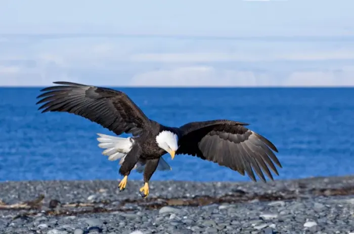 Framed Print : Bald Eagle (Haliaeetus leucocephalus) landing on a beach