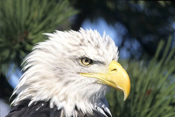 Bald Eagle (Haliaeetus leucocephalus) in pine tree, Colorado