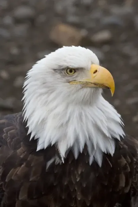 Framed Print : Bald Eagle (Haliaeetus leucocephalus) portrait