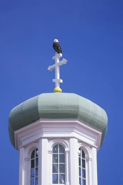 Bald Eagle, (Haliaeetus leucocephalus), wild, Russian Church, Unalasaka Island, Alaska