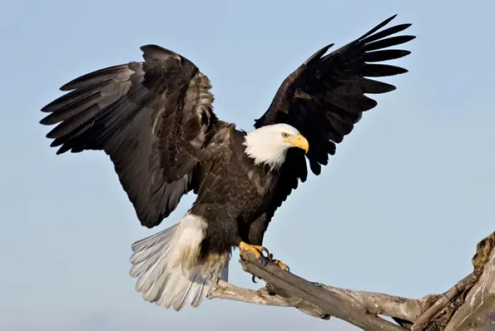 Framed Print : Bald Eagle (Haliaeetus leucocephalus) with wings spread Framed Print : Bald Eagle (Haliaeetus leucocephalus) with wings spread