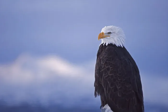 Framed Print : Bald Eagle, Homer, Alaska, USA