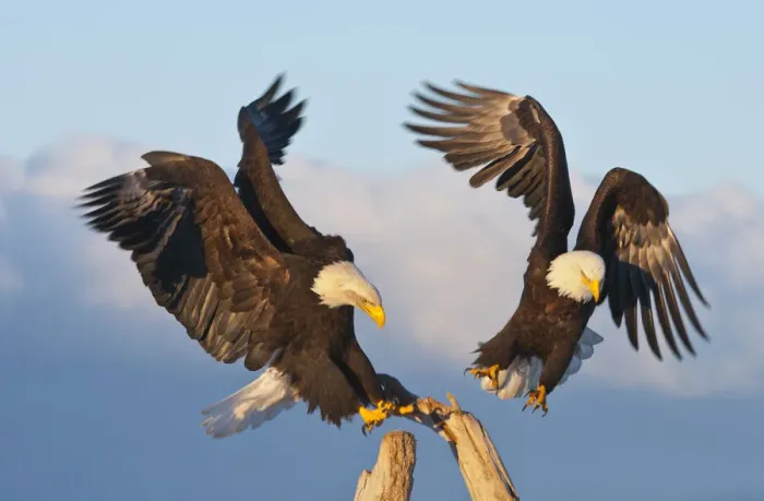 Framed Print : Bald Eagle, Homer, Alaska, USA