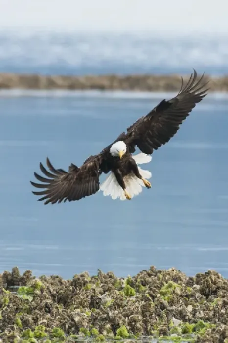 Framed Print : Bald Eagle Hunting Framed Print : Bald Eagle Hunting