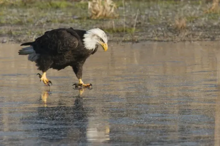 Framed Print : Bald Eagle on Ice Framed Print : Bald Eagle on Ice