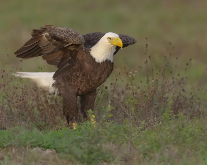 Framed Print : Bald eagle landing on ground to look for materials for his nest, Haliaeetus leucocephalus, Ft Framed Print : Bald eagle landing on ground to look for materials for his nest, Haliaeetus leucocephalus, Ft