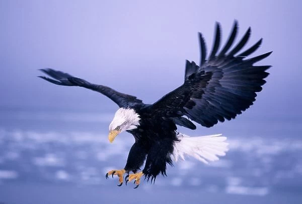 Bald Eagle Landing Wings Spread in a Storm, U. S. A, S. E. Alaska