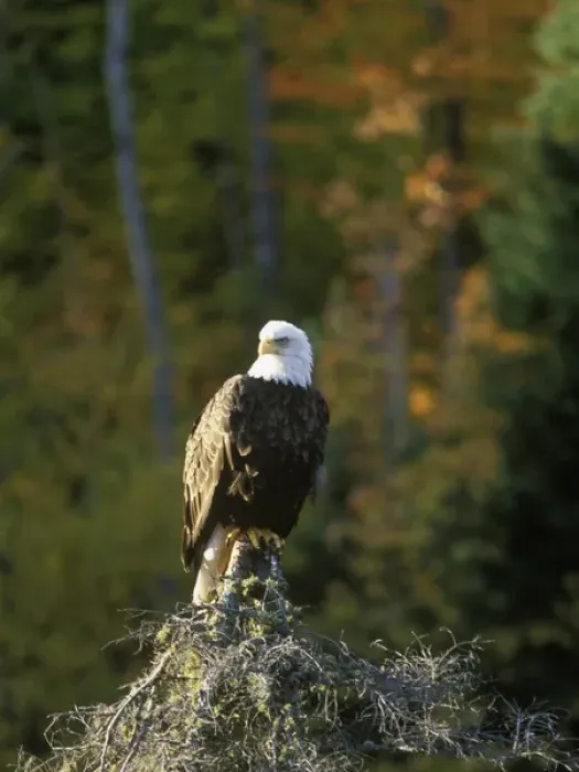 Framed Print : Bald Eagle in UP Michigan