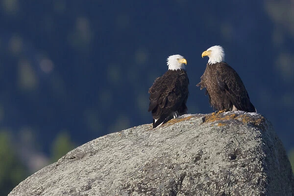 Bald Eagle Pair