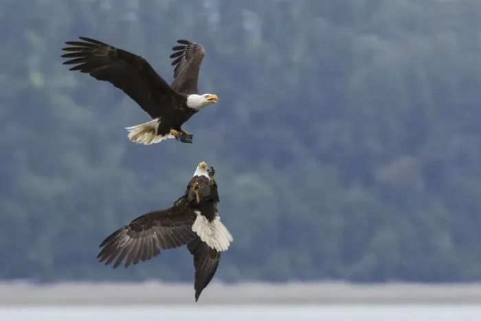 Framed Print : Bald eagle pair battle over morsel of food Framed Print : Bald eagle pair battle over morsel of food