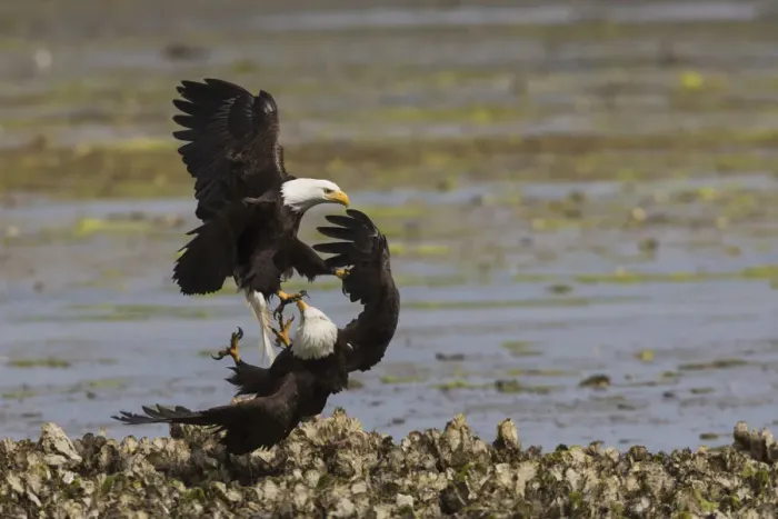 Framed Print : Bald Eagle pair fighting