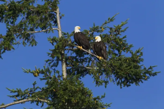 Framed Print : Bald Eagle Pair Resting Framed Print : Bald Eagle Pair Resting