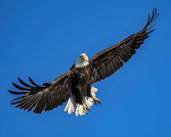 Bald eagle passing by at Augusta, Kansas Lake