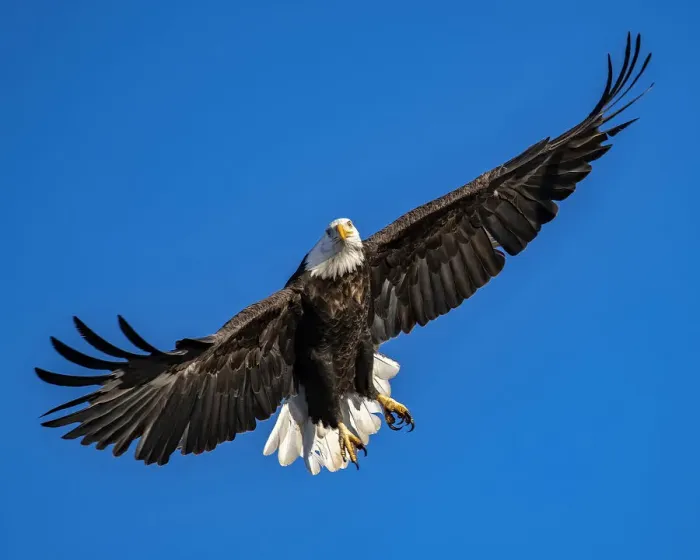 Framed Print : Bald eagle passing by at Augusta, Kansas Lake Framed Print : Bald eagle passing by at Augusta, Kansas Lake
