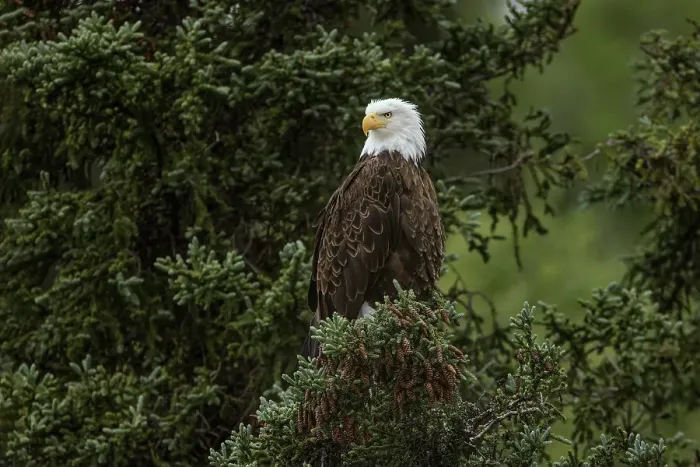 Framed Print : Bald eagle perched along Alagnak River, Alaska