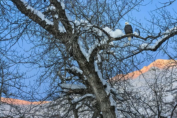 Bald Eagle perched on a tree covered with snow, snow mountain in the distance, Haines