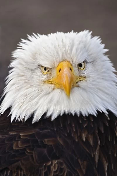 Bald Eagle Portrait, Bald Eagle in flight, Homer, Alaska, Haliaetus leucocephalus