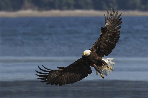 Bald Eagle, Preparing to strike