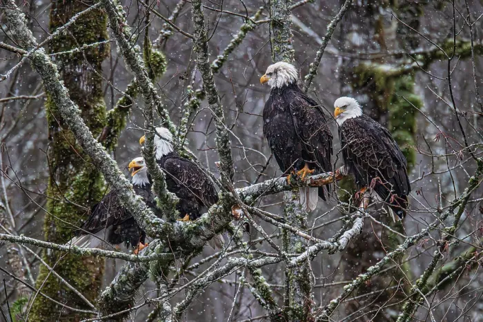 Framed Print : Bald eagle during the Salmon Run along Nooksack River in Washington State
