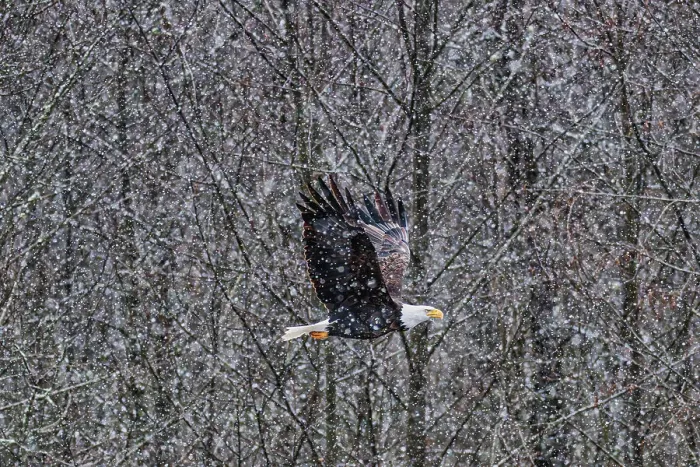 Framed Print : Bald eagle during the Salmon Run along Nooksack River in Washington State Framed Print : Bald eagle during the Salmon Run along Nooksack River in Washington State