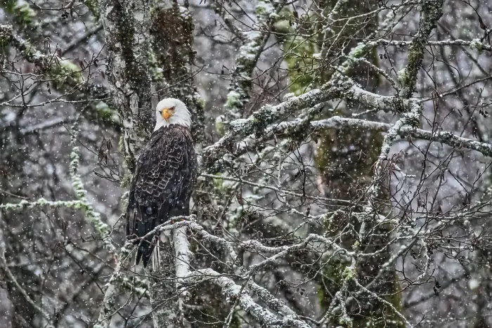Framed Print : Bald eagle during the Salmon Run along Nooksack River in Washington State