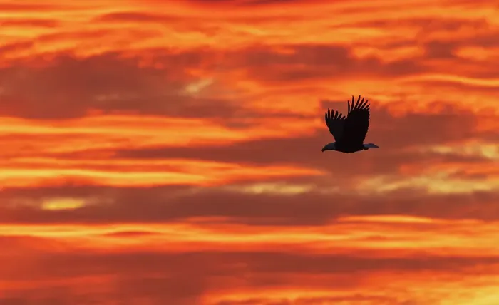Framed Print : Bald eagle silhouetted against sunset over the Salish Sea