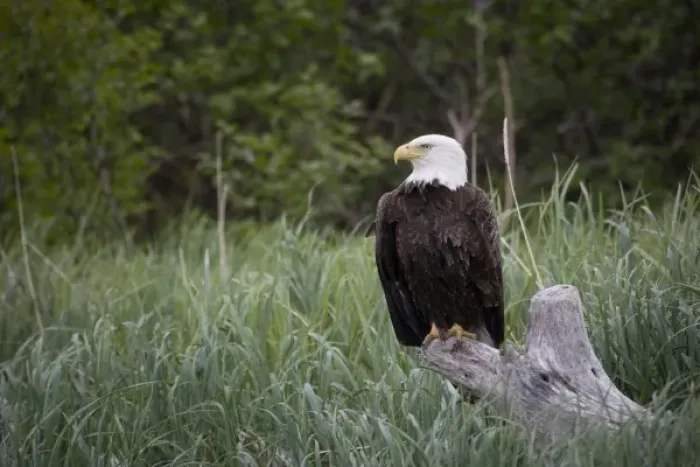 Framed Print : Bald Eagle sitting on a stump along a beach in Katmai National Park, Alaska Framed Print : Bald Eagle sitting on a stump along a beach in Katmai National Park, Alaska