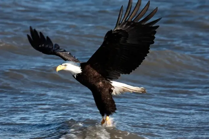 Framed Print : Bald Eagle snagging a fish Haliaeetus leucocephalus Homer Alaska 2006 Framed Print : Bald Eagle snagging a fish Haliaeetus leucocephalus Homer Alaska 2006