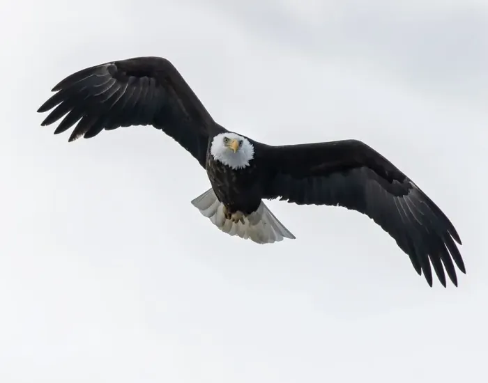 Framed Print : Bald eagle soring high looking for prey