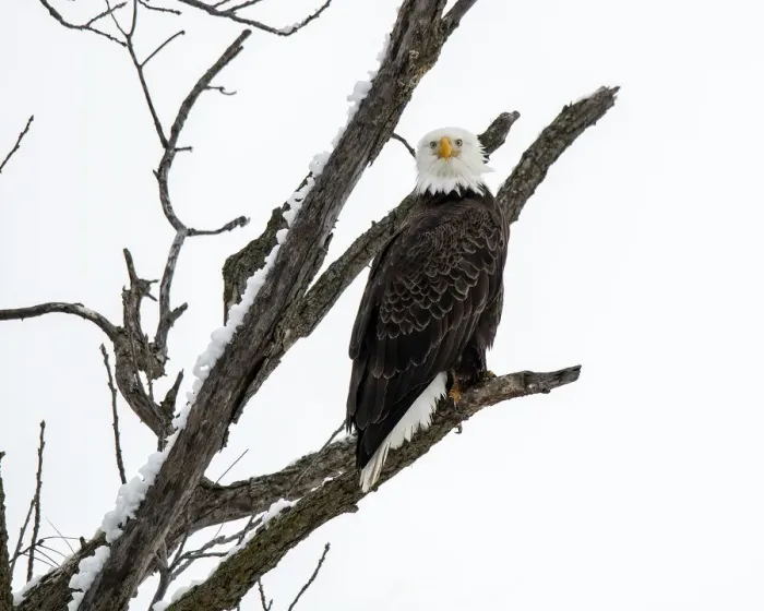 Framed Print : Bald Eagle staring