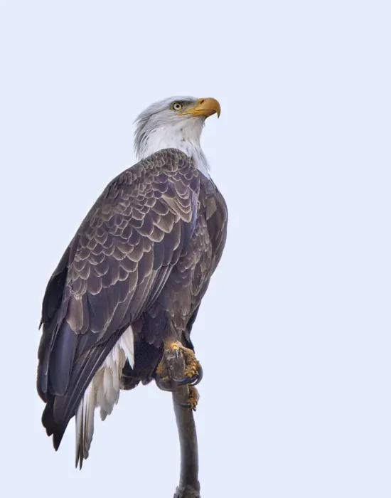 Framed Print : Bald Eagle watching something flying above Framed Print : Bald Eagle watching something flying above