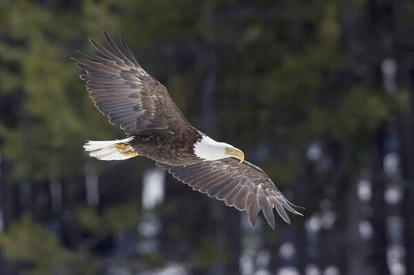 Bald Eagle, winter flight