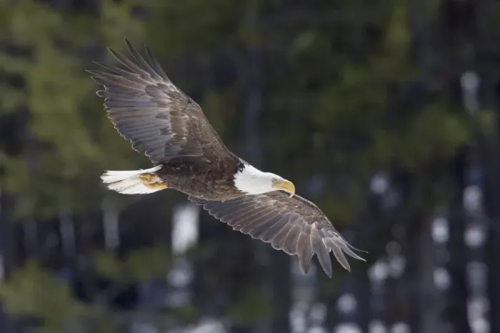 Framed Print : Bald Eagle, winter flight Framed Print : Bald Eagle, winter flight