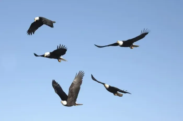 Framed Print : Bald Eagles 5 in the frame, Haliaeetus leucocephalus, Homer Alaska, 2006