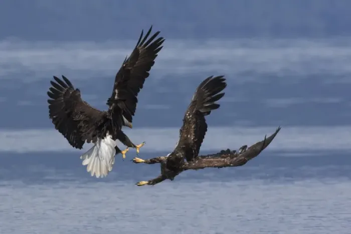 Framed Print : Bald Eagles, Dispute Framed Print : Bald Eagles, Dispute