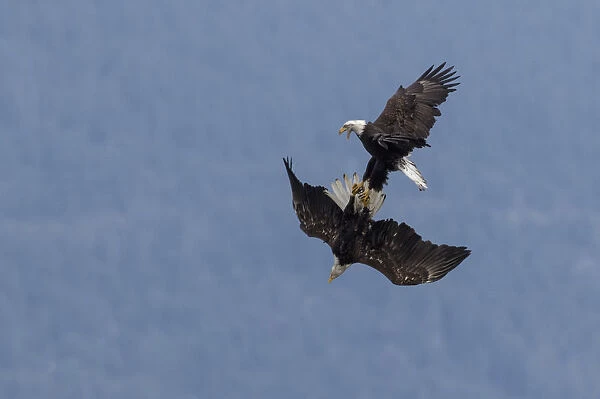 Bald Eagles, in flight squabble