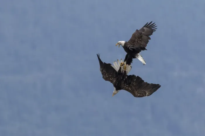 Framed Print : Bald Eagles, in flight squabble
