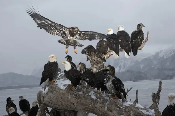 Framed Print : Bald Eagles gathering on a log, Haliaeetus leucocephalus, Homer, Alaska Framed Print : Bald Eagles gathering on a log, Haliaeetus leucocephalus, Homer, Alaska