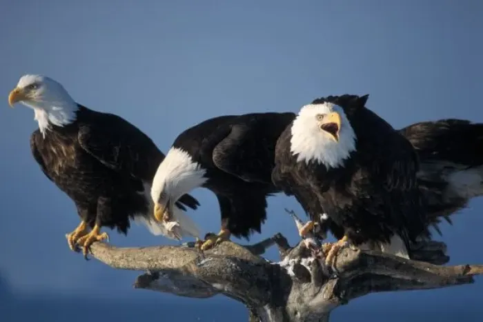 Framed Print : bald eagles, Haliaeetus leuccocephalus, (threatened) feeding on a driftwood perch in Katchemack Bay
