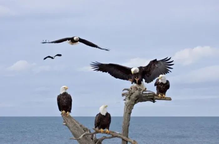Framed Print : Six Bald Eagles (Haliaeetus leucocephalus)