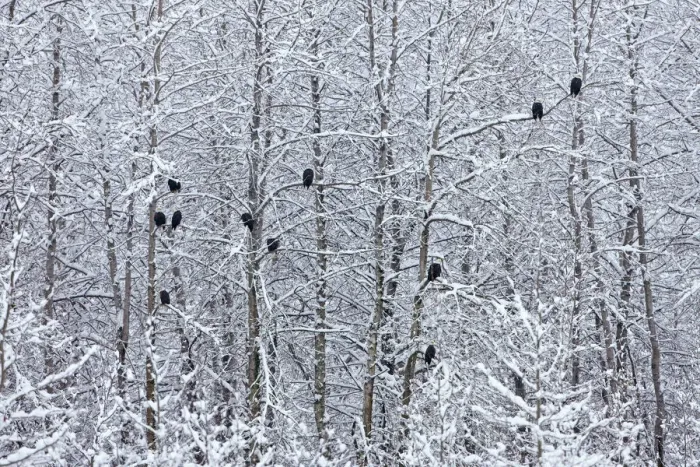 Framed Print : Bald Eagles perched on trees covered with snow, Haines, Alaska, USA