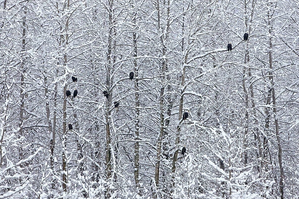 Bald Eagles perched on trees covered with snow, Haines, Alaska, USA